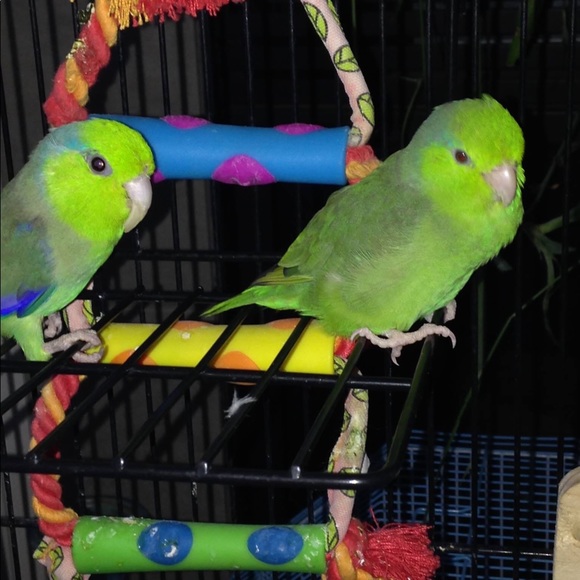 Not for sale— most of my pets, some who have passed over the Rainbow Bridge. 🥹 - Picture 5 of 16